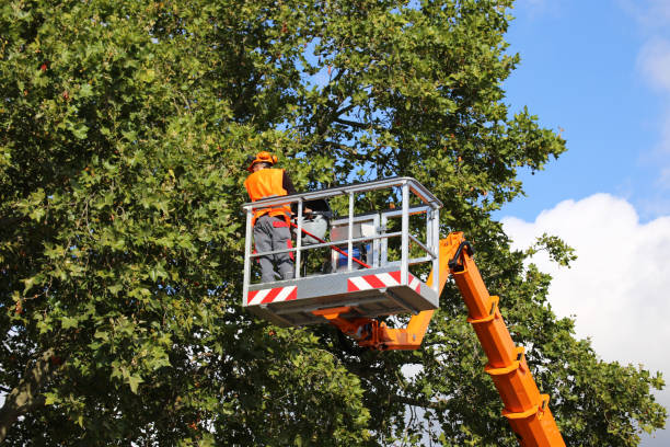 Best Emergency Tree Service  in Welcome, SC